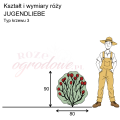 wymiary_róży_JUGENDLIEBE.png