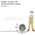 wymiary_róży_KAFFE FASSETT ROSE.png
