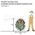 wymiary_róży_KORDES ROSE ROSENFASZINATION.png