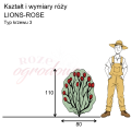 wymiary_róży_LIONS-ROSE.png
