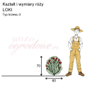 wymiary_róży_LOKI.png