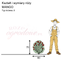 wymiary_róży_MANGO.png