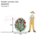wymiary_róży_MANORA.png