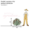wymiary_róży_MARIATHERESIA.png