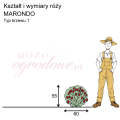 wymiary_róży_MARONDO.png
