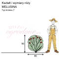 wymiary_róży_MELUSINA.png