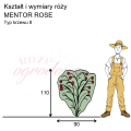 wymiary_róży_MENTOR ROSE.png