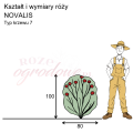 wymiary_róży_NOVALIS.png
