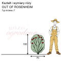 wymiary_róży_OUT OF ROSENHEIM.png