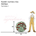 wymiary_róży_PEPINO.png