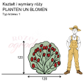 wymiary_róży_PLANTEN UN BLOMEN.png
