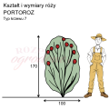 wymiary_róży_PORTOROZ.png