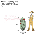 wymiary_róży_RHAPSODY IN BLUE.png