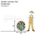 wymiary_róży_ROSELINA.png