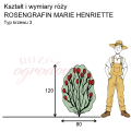 wymiary_róży_ROSENGRAFIN MARIE HENRIETTE.png
