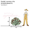 wymiary_róży_ROSEROMANTIC.png