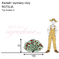 wymiary_róży_ROTILIA.png