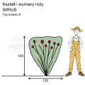wymiary_róży_SIRIUS.png