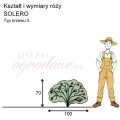 wymiary_róży_SOLERO.png