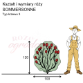 wymiary_róży_SOMMERSONNE.png