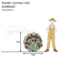 wymiary_róży_SUNMAID.png