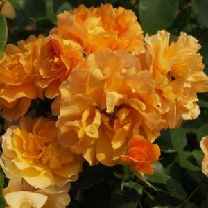 Róża rabatowa TEQUILA - doniczka 2 l.