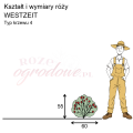 wymiary_róży_WESTZEIT.png