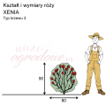 wymiary_róży_XENIA.png