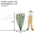 wymiary_kształt_róży_ALEXANDRA-P. LUX..png