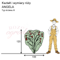 wymiary_kształt_róży_ANGELA.png