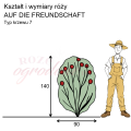 wymiary_kształt_róży_AUF DIE FREUNDSCHAFT.png