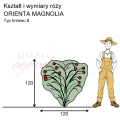wymiary_kształt_róży_ORIENTA MAGNOLIA.png