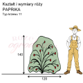 wymiary_kształt_róży_PAPRIKA.png
