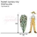 wymiary_kształt_róży_POSTILLION.png