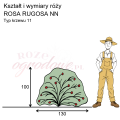 wymiary_kształt_róży_ROSA RUGOSA NN.png