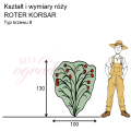 wymiary_kształt_róży_ROTER KORSAR.png