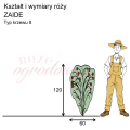 wymiary_kształt_róży_ZAIDE.png