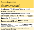 Sommerabend.png