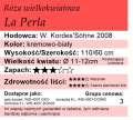 cechy róży wielkokwiatowej La Perla