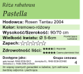 cechy róży rabatowej Pastella