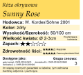 cechy róży okrywowej Sunny rose