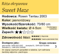 cechy róży okrywowej Sweet haze