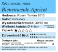 cechy róży miniaturowej Bienenweide Apricot