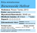 cechy róży miniaturowej Bienenweide Hellrot