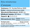 cechy róży miniaturowej Corazon