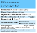 cechy róży miniaturowej Lavender Ice