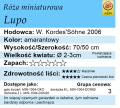cechy róży miniaturowej Lupo