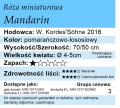 cechy róży miniaturowej Mandarin.
