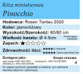 cechy róży miniaturowej Pinocchio