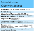 cechy róży miniaturowej Schneeküsschen
